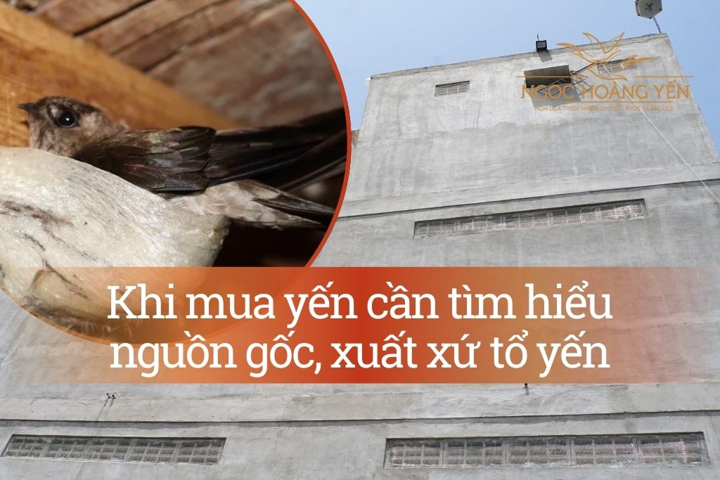 Khi mua yến cần tìm hiểu nguồn gốc, xuất xứ tổ yến