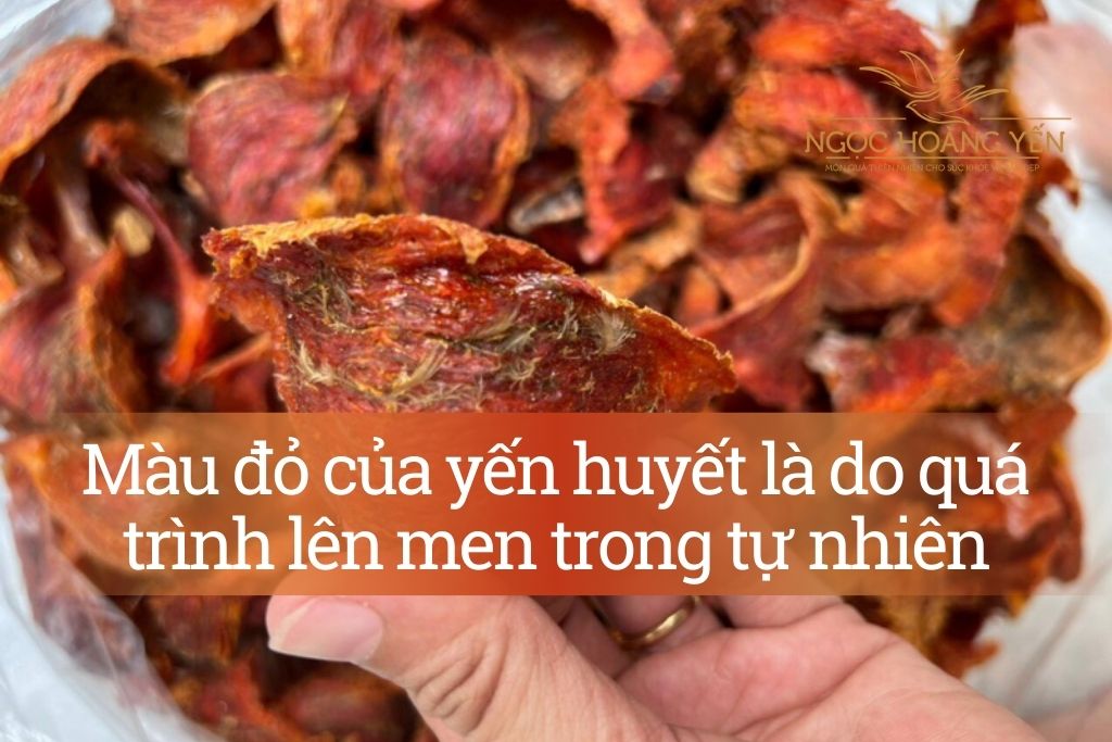 Màu đỏ của yến huyết là do quá trình lên men trong tự nhiên