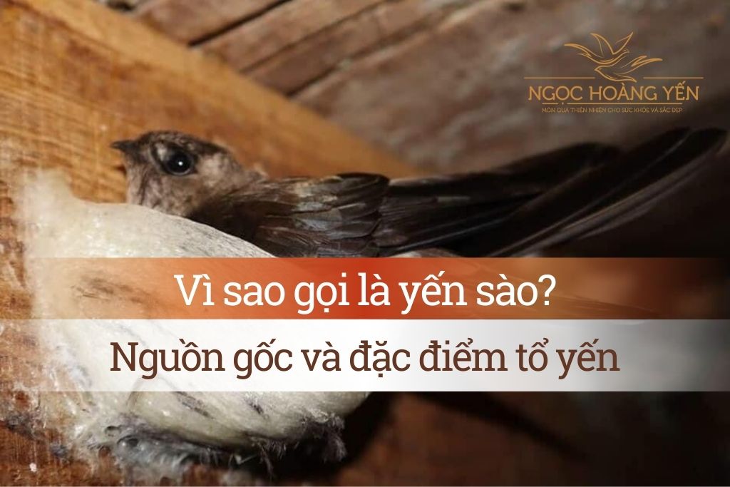 Vì sao gọi là yến sào? Nguồn gốc và đặc điểm tổ yến