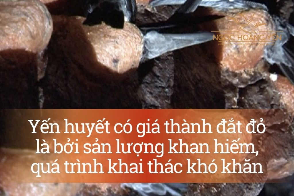 Yến huyết có giá thành đắt đỏ là bởi sản lượng khan hiếm, quá trình khai thác khó khăn