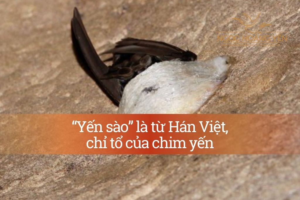 “Yến sào” là từ Hán Việt, chỉ tổ của chim yến