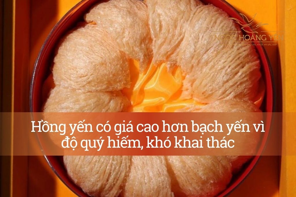 Hồng yến có giá cao hơn bạch yến vì độ quý hiếm, khó khai thác