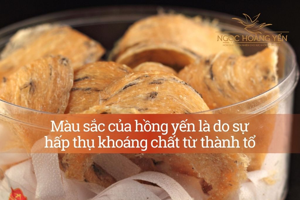 Màu sắc của hồng yến là do sự hấp thụ khoáng chất từ thành tổ