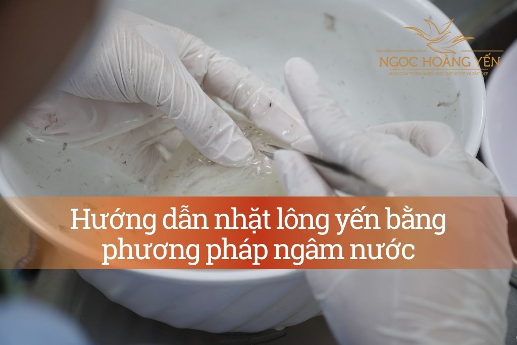 Hướng dẫn nhặt lông yến bằng phương pháp ngâm nước