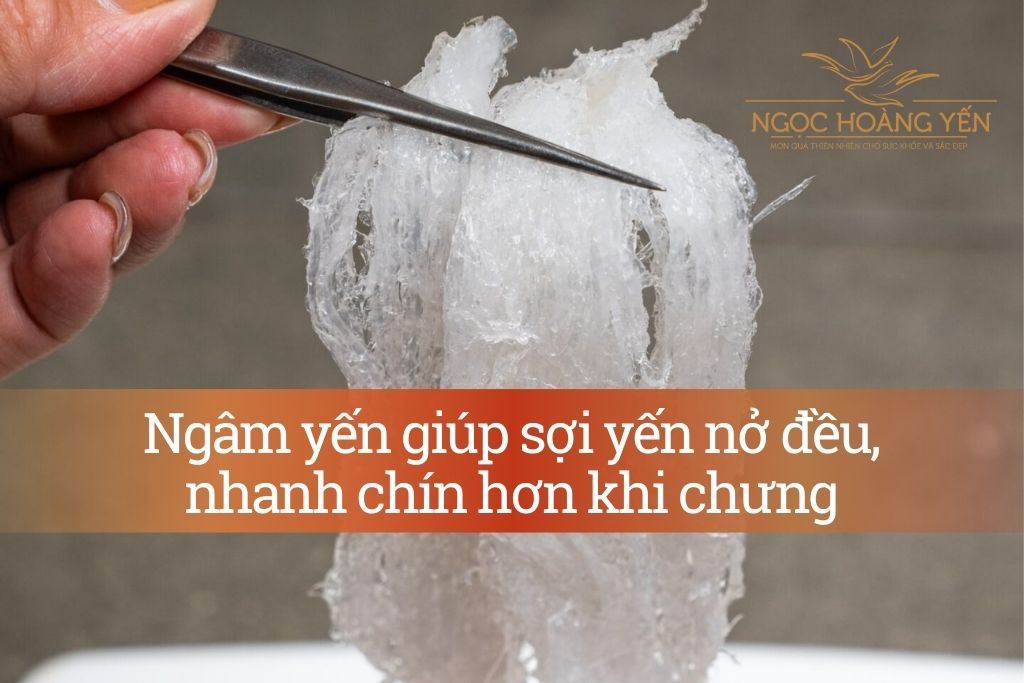 Ngâm yến giúp sợi yến nở đều, nhanh chín hơn khi chưng