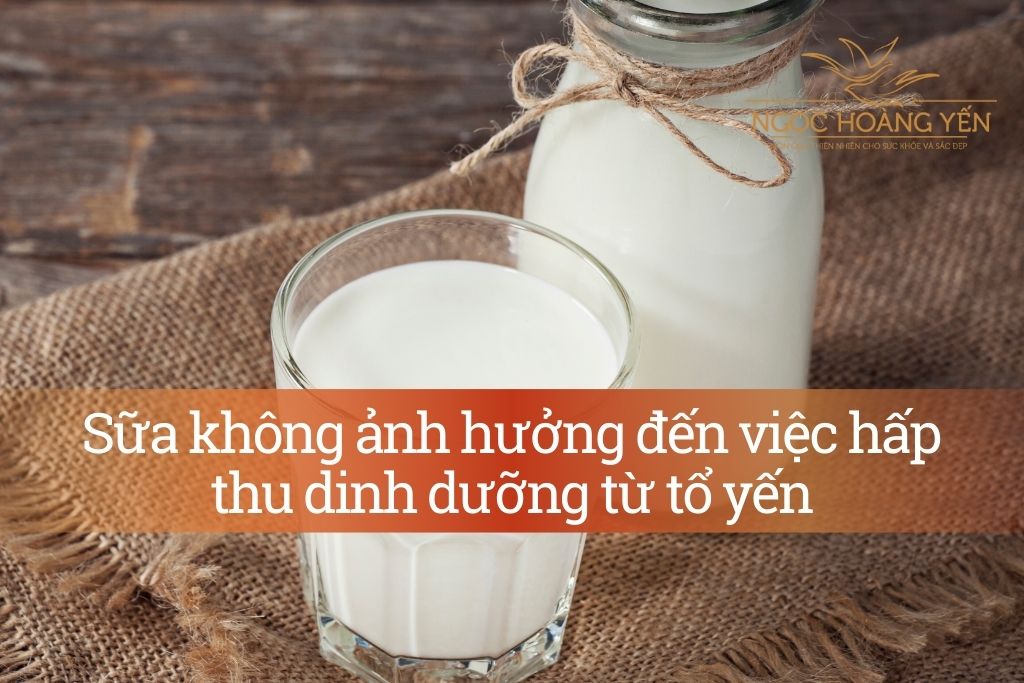 Sữa không ảnh hưởng đến việc hấp thu dinh dưỡng từ tổ yến