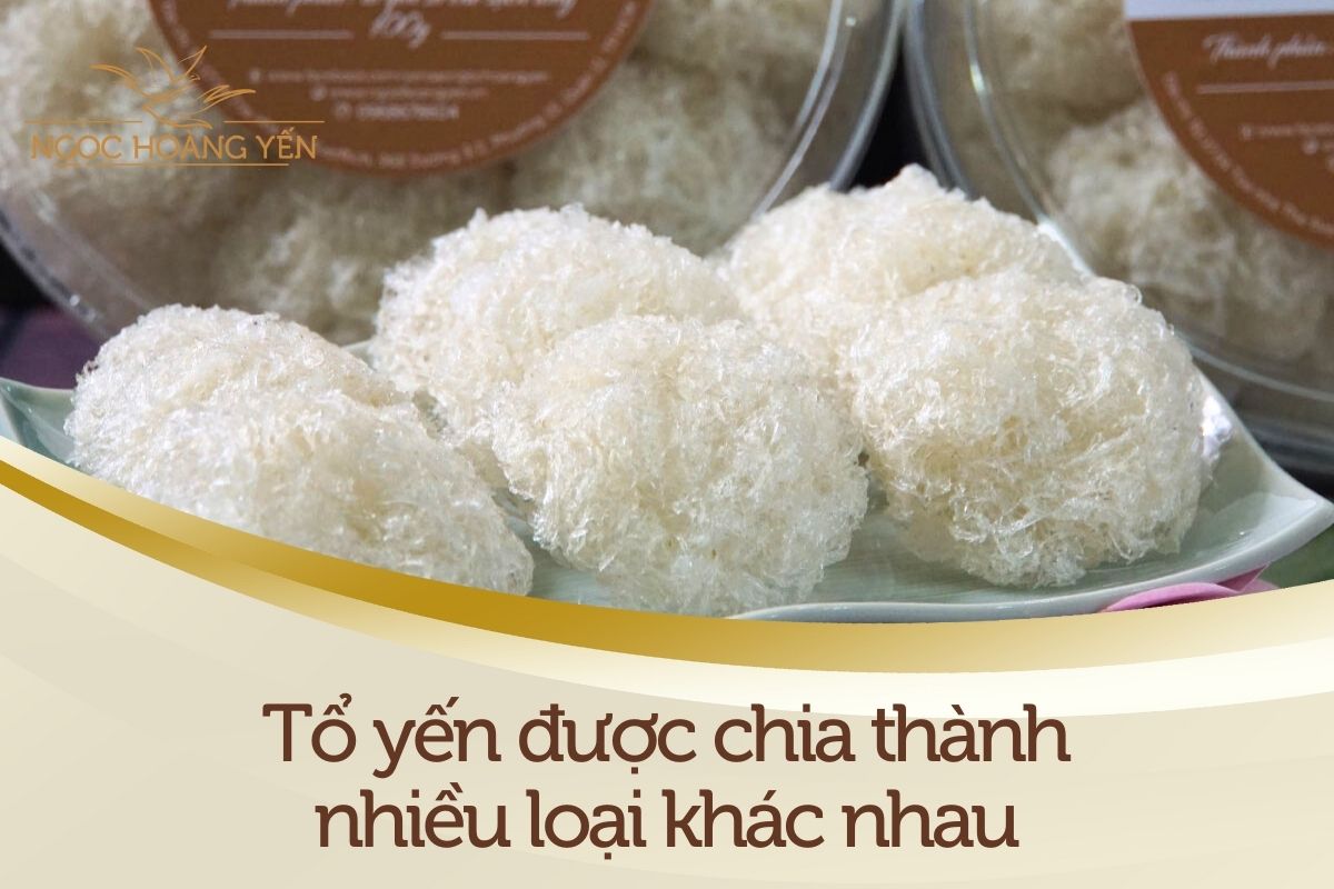 Tổ yến được chia thành nhiều loại khác nhau