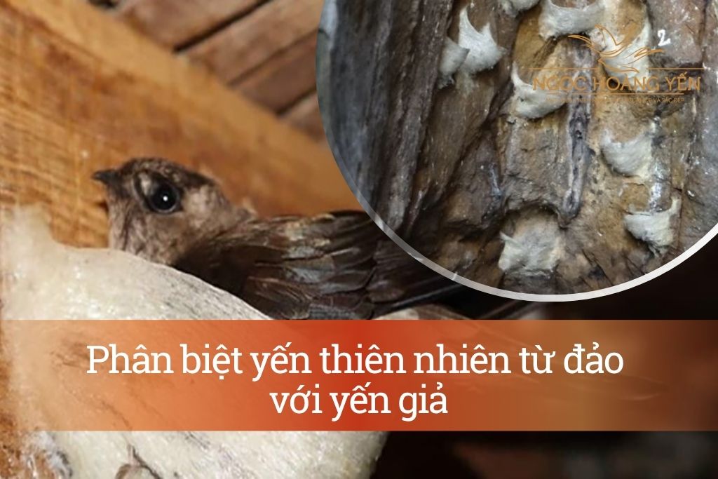 Phân biệt yến thiên nhiên từ đảo với yến giả