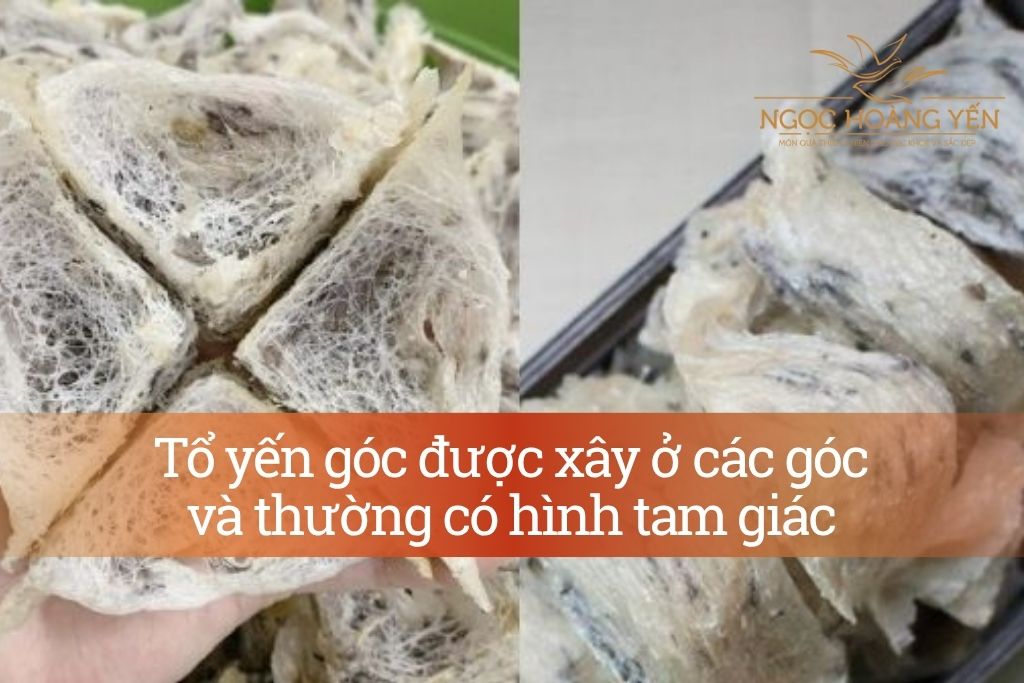 Tổ yến góc được xây ở các góc và thường có hình tam giác
