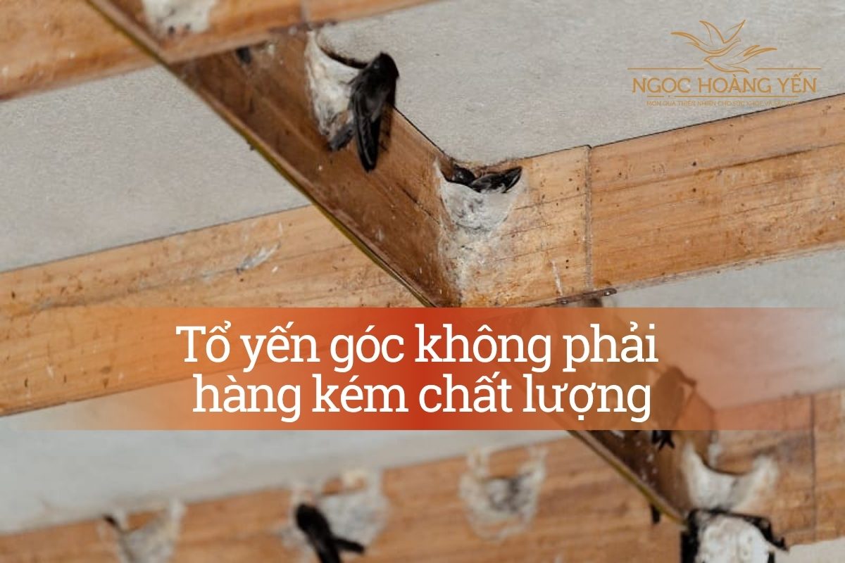 Tổ yến góc không phải hàng kém chất lượng