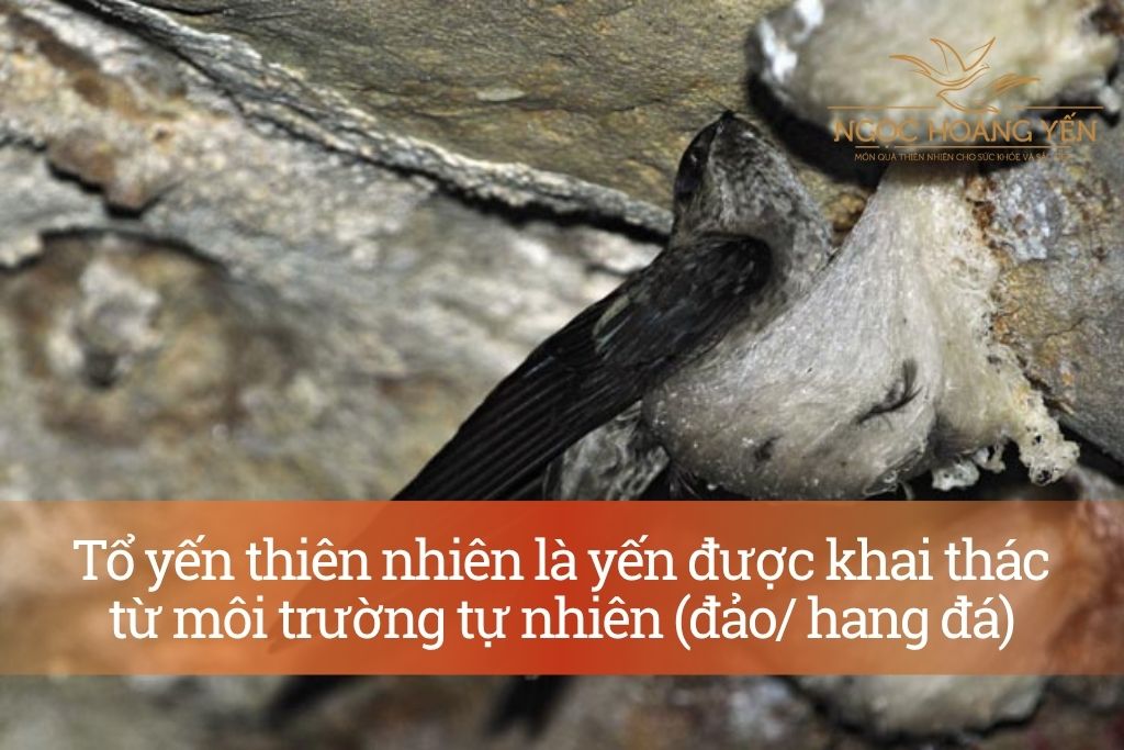 Tổ yến thiên nhiên là yến được khai thác từ môi trường tự nhiên (đảo/ hang đá)