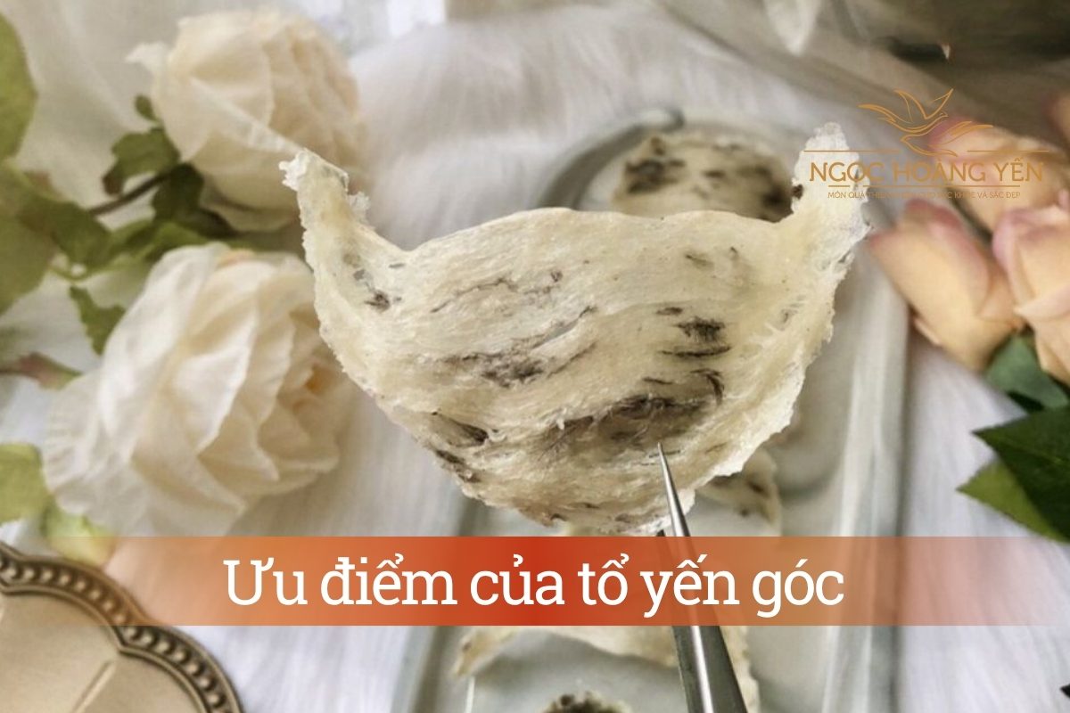 Ưu điểm của tổ yến góc