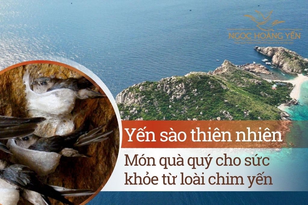 Yến sào thiên nhiên: Món quà quý cho sức khỏe từ loài chim yến