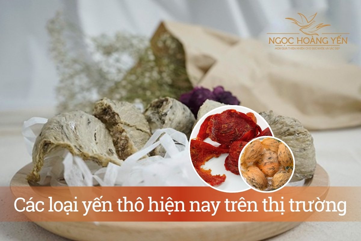 Các loại yến thô hiện nay trên thị trường