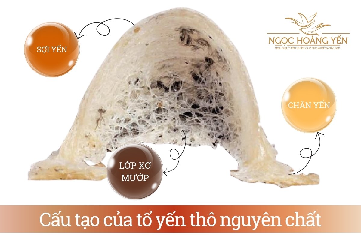 Cấu tạo của tổ yến thô nguyên chất