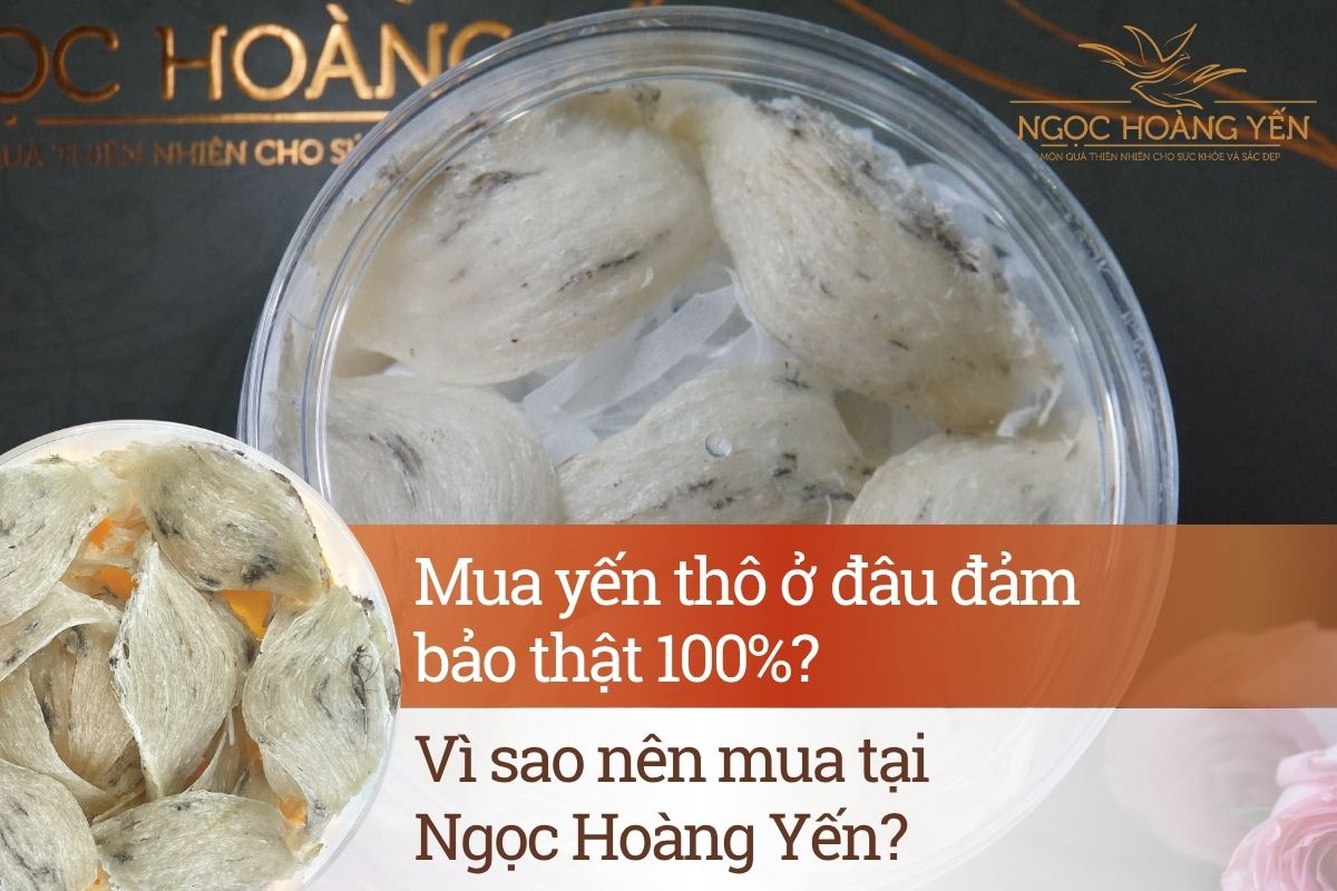 Mua yến thô ở đâu đảm bảo thật 100%? Vì sao nên mua tại Ngọc Hoàng Yến?