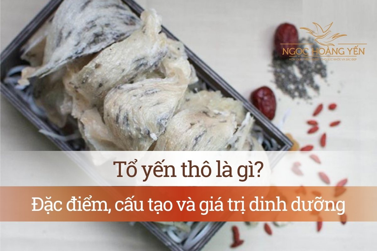 Tổ yến thô là gì? Đặc điểm, cấu tạo và giá trị dinh dưỡng