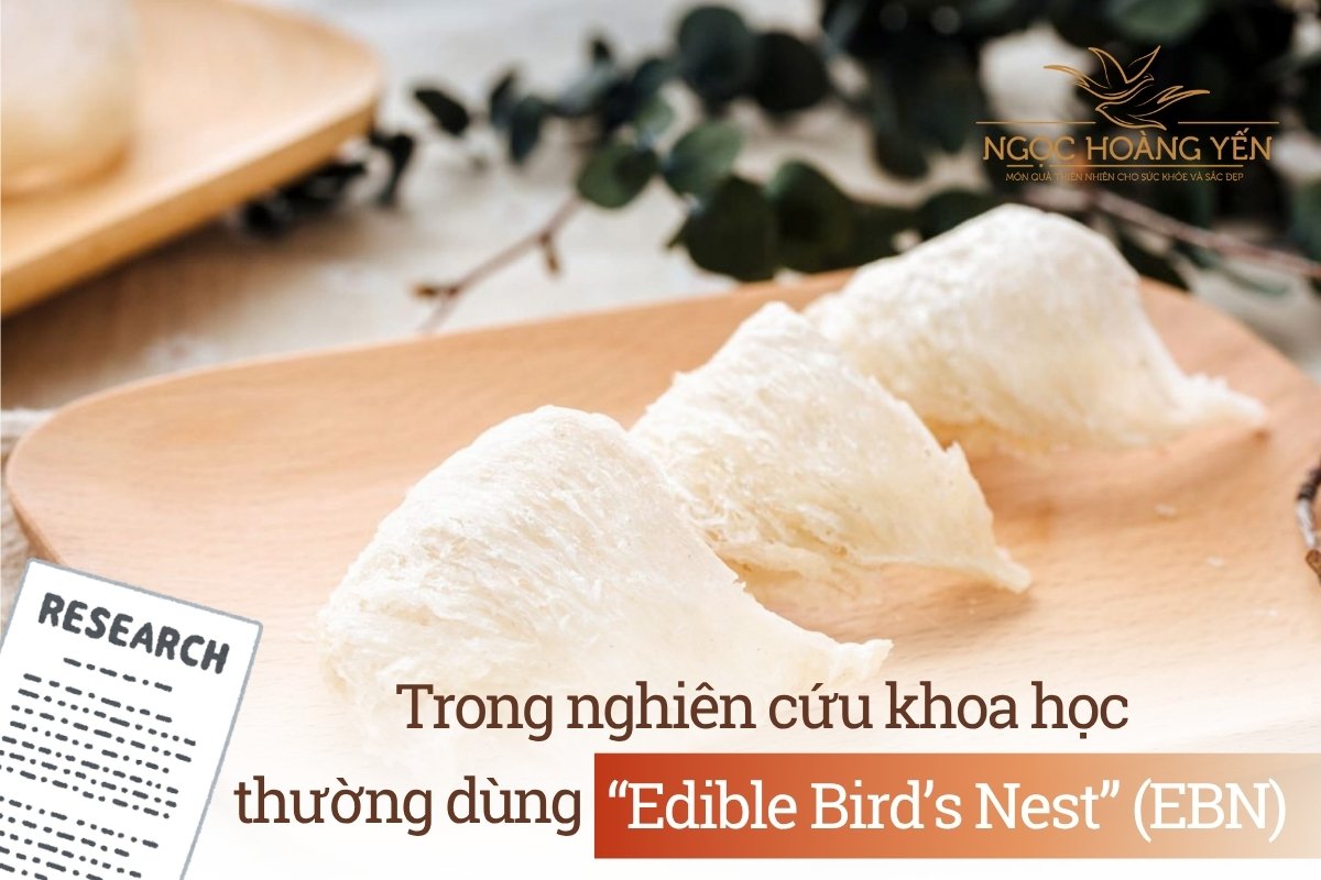 Trong nghiên cứu khoa học, thường dùng “Edible Bird’s Nest”