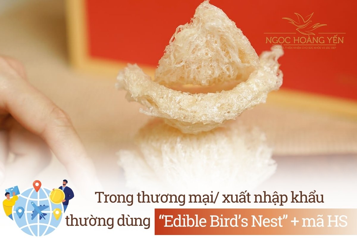 Trong thương mại, xuất nhập khẩu thường dùng “Edible Bird’s Nest” + mã HS