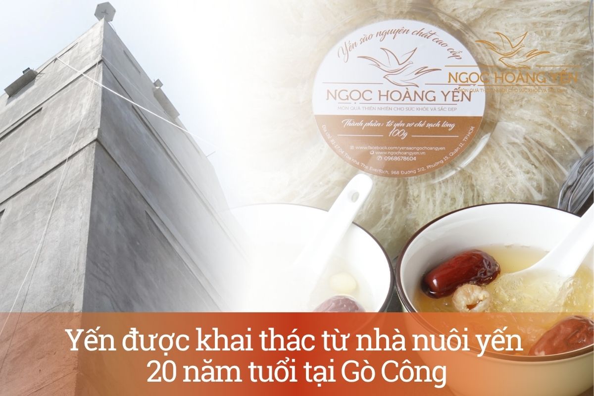 Yến được khai thác từ nhà nuôi yến 20 năm tuổi tại Gò Công