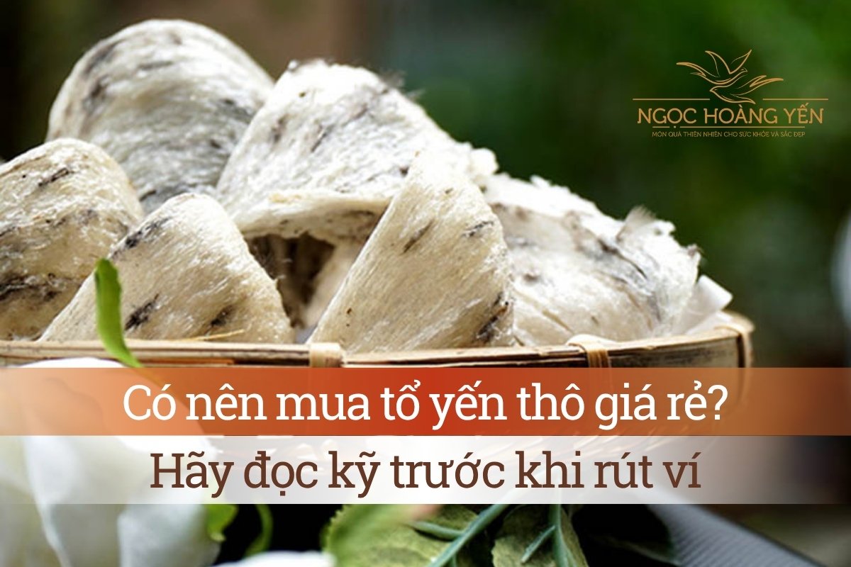 Có nên mua tổ yến thô giá rẻ? Hãy đọc kỹ trước khi rút ví