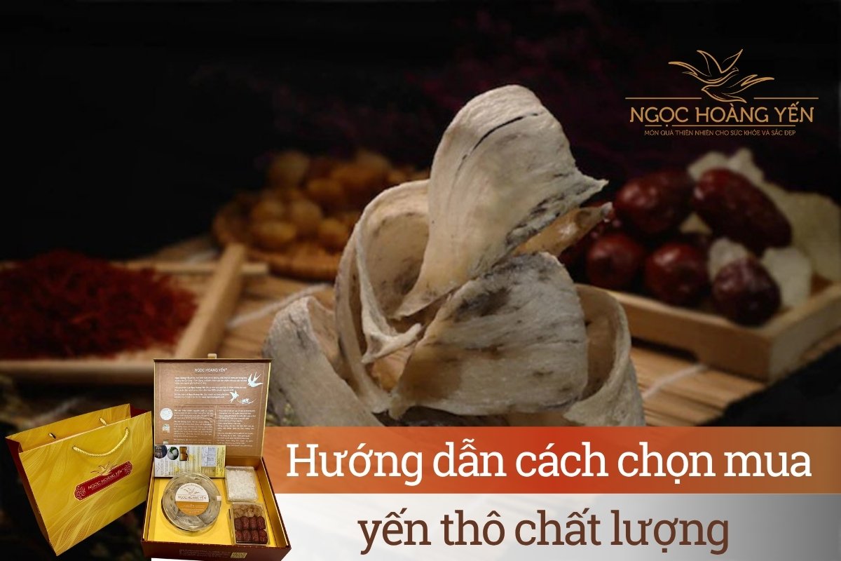 Hướng dẫn cách chọn mua yến thô chất lượng