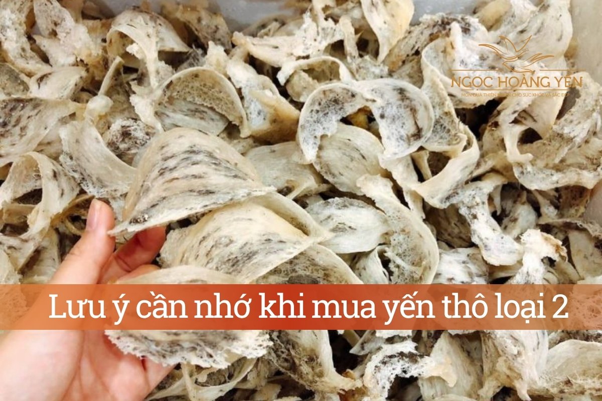 Lưu ý cần nhớ khi mua yến thô loại 2