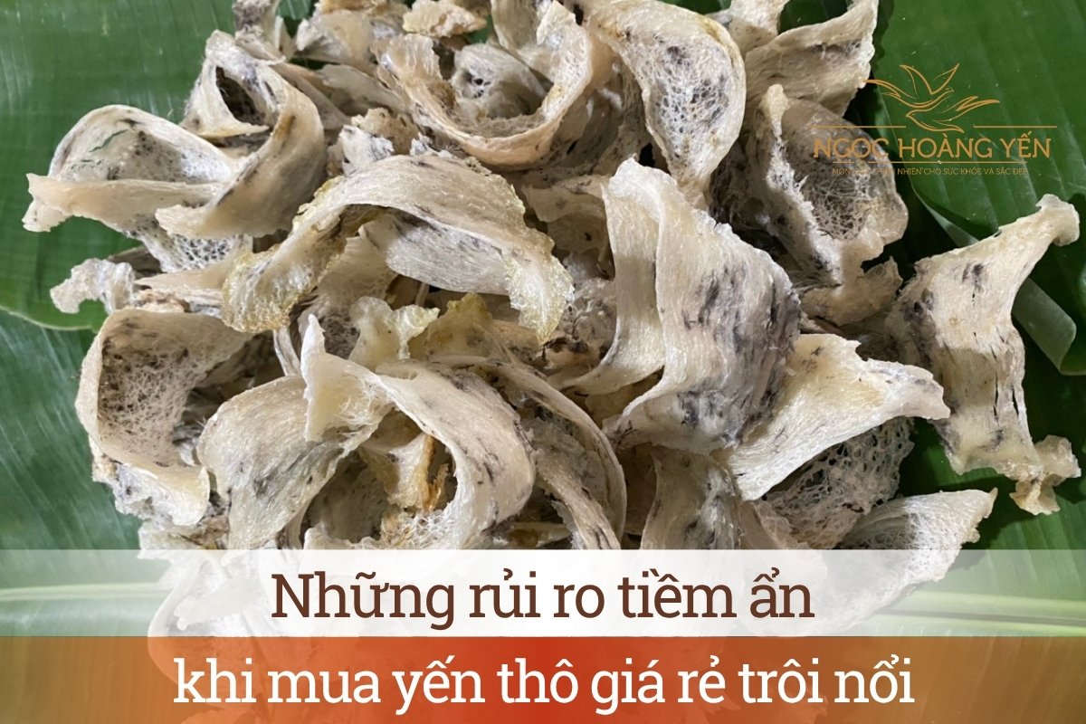 Những rủi ro tiềm ẩn khi mua yến thô giá rẻ trôi nổi