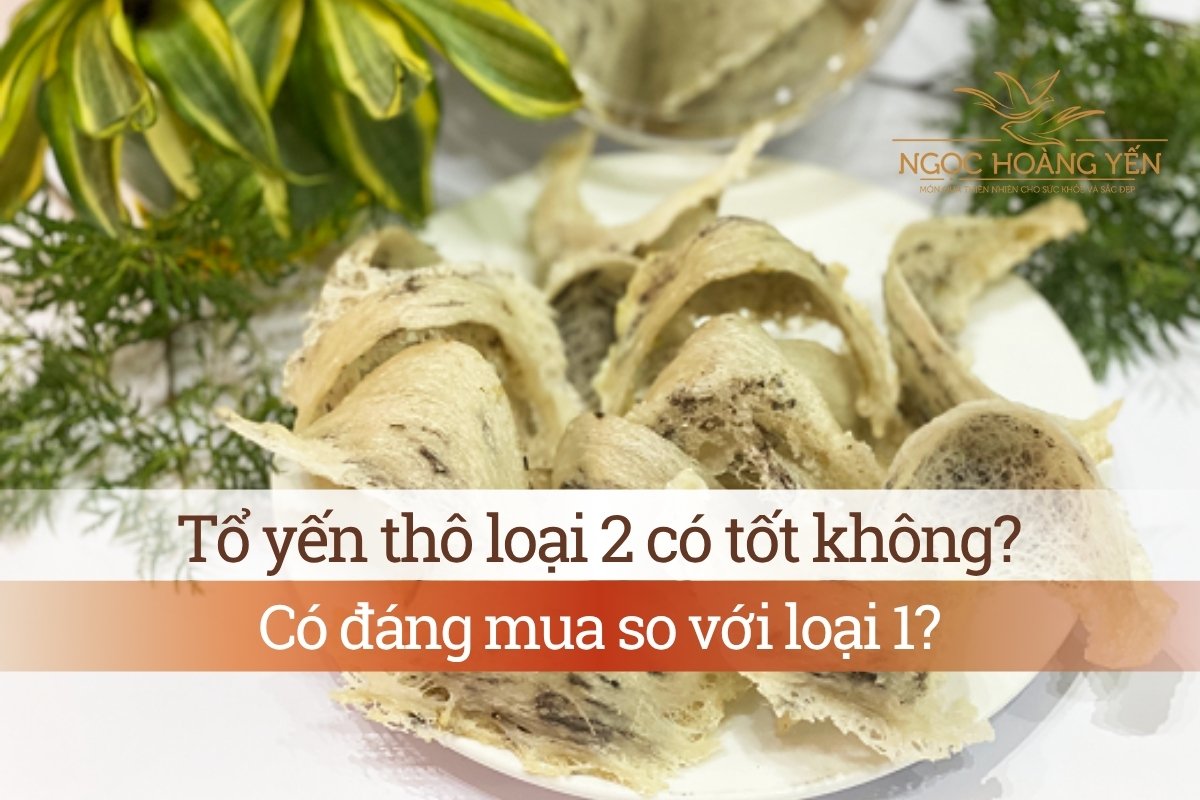 Tổ yến thô loại 2 có tốt không? Có đáng mua so với loại 1?