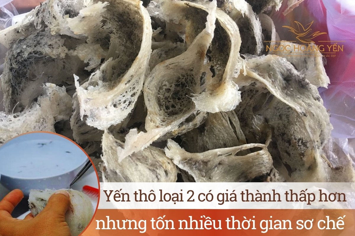 Yến thô loại 2 có giá thành thấp hơn nhưng tốn nhiều thời gian sơ chế