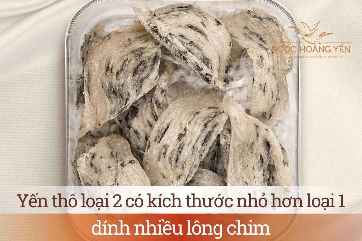 Yến thô loại 2 có kích thước nhỏ hơn loại 1, dính nhiều lông chim