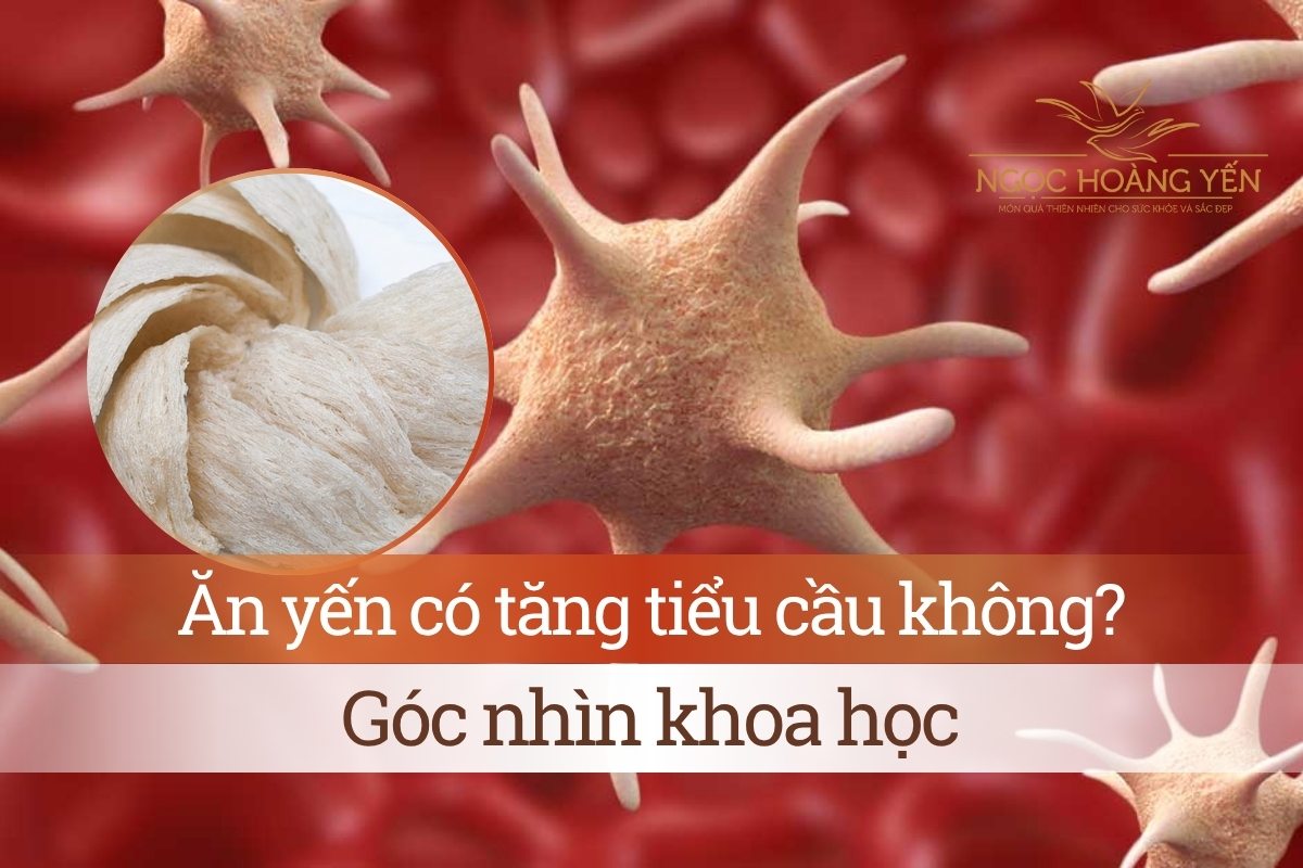 Ăn yến có tăng tiểu cầu không? Góc nhìn khoa học