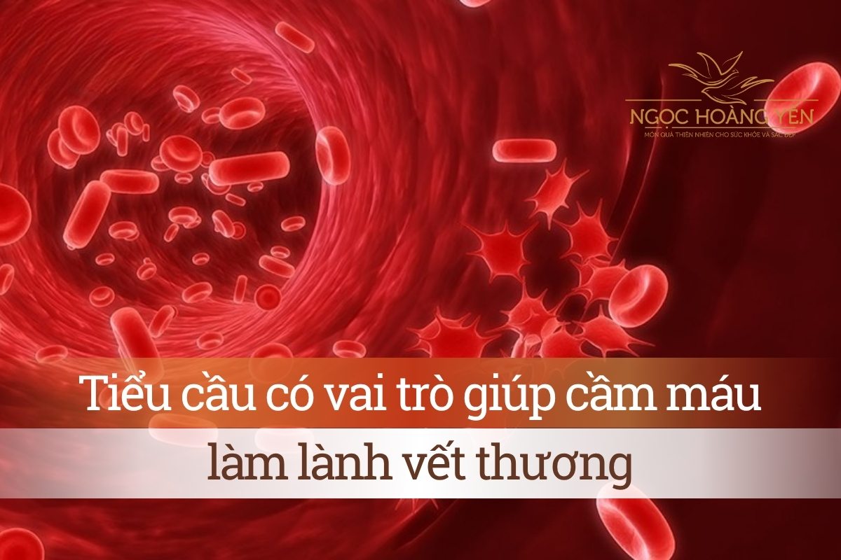 Tiểu cầu có vai trò giúp cầm máu, làm lành vết thương