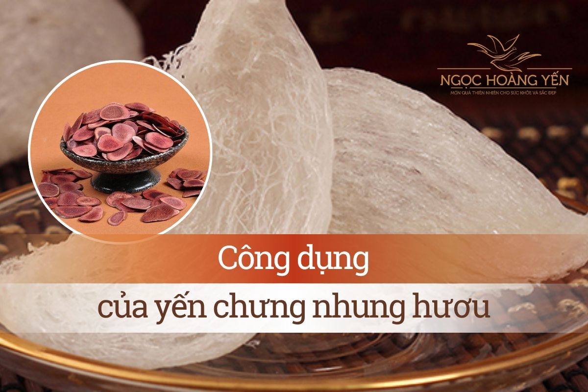 Công dụng của yến chưng nhung hươu