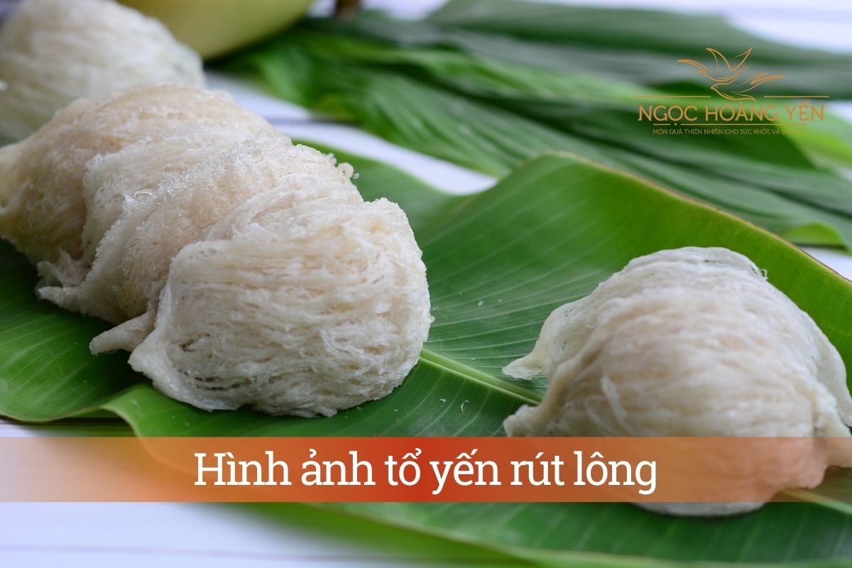Hình ảnh tổ yến rút lông