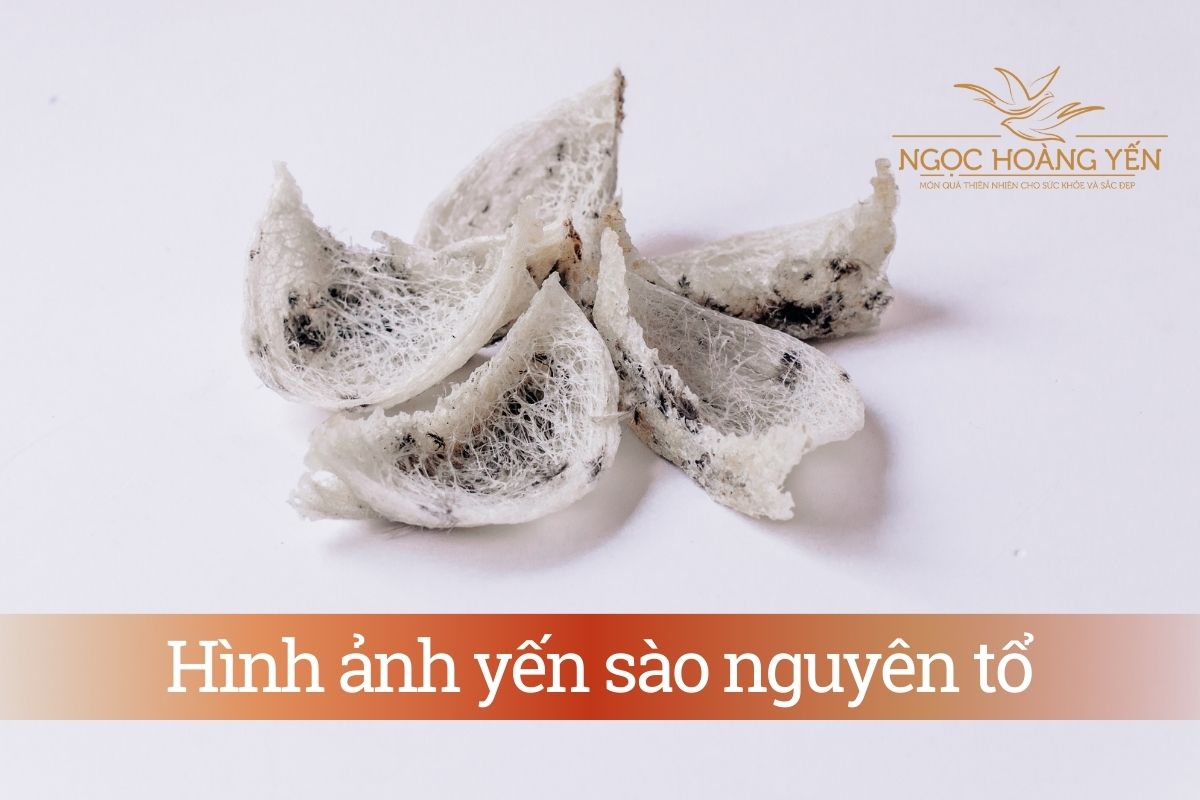 Hình ảnh yến sào nguyên tổ