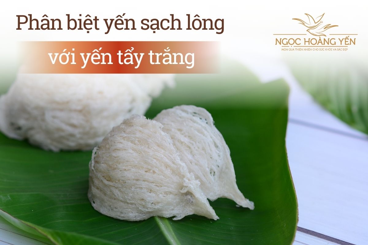 Phân biệt yến sạch lông với yến tẩy trắng