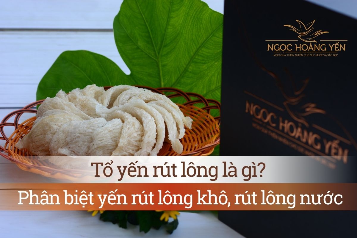 Tổ yến rút lông là gì? Phân biệt yến rút lông khô, rút lông nước