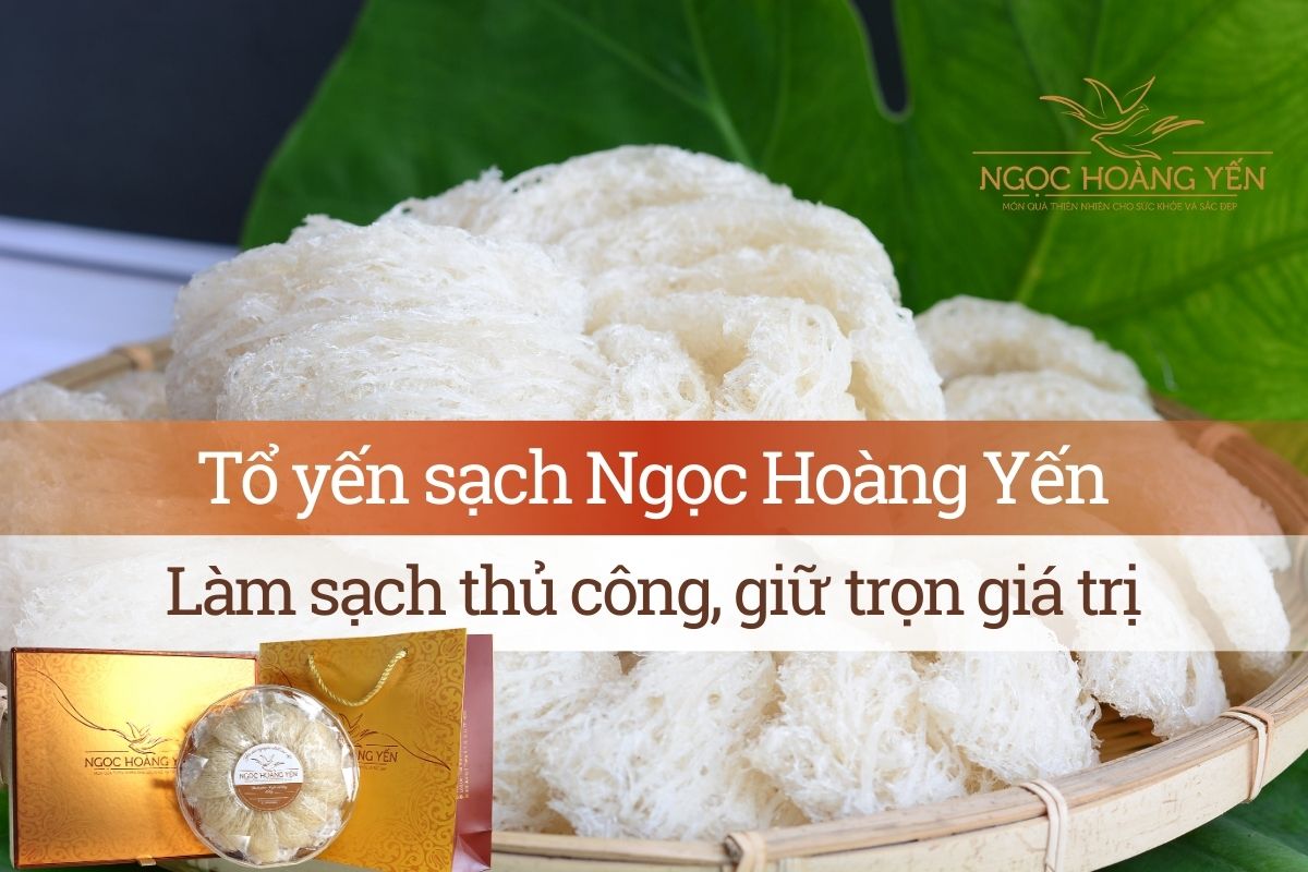 Tổ yến sạch Ngọc Hoàng Yến - Làm sạch thủ công, giữ trọn giá trị