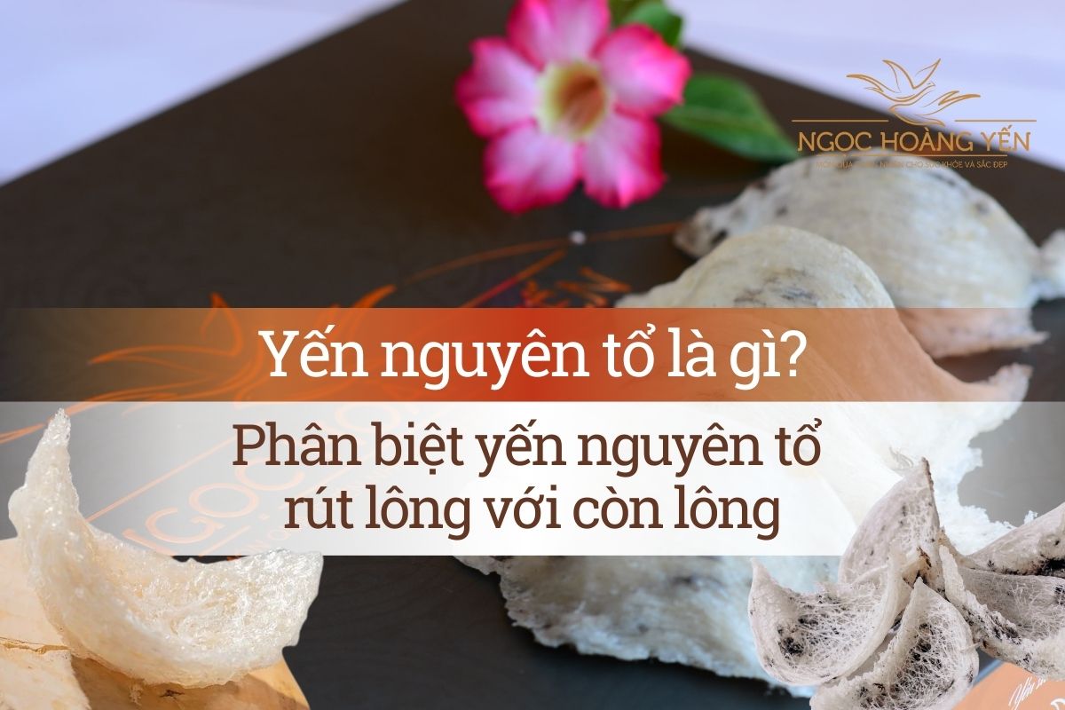 Yến nguyên tổ là gì? Phân biệt yến nguyên tổ rút lông với còn lông