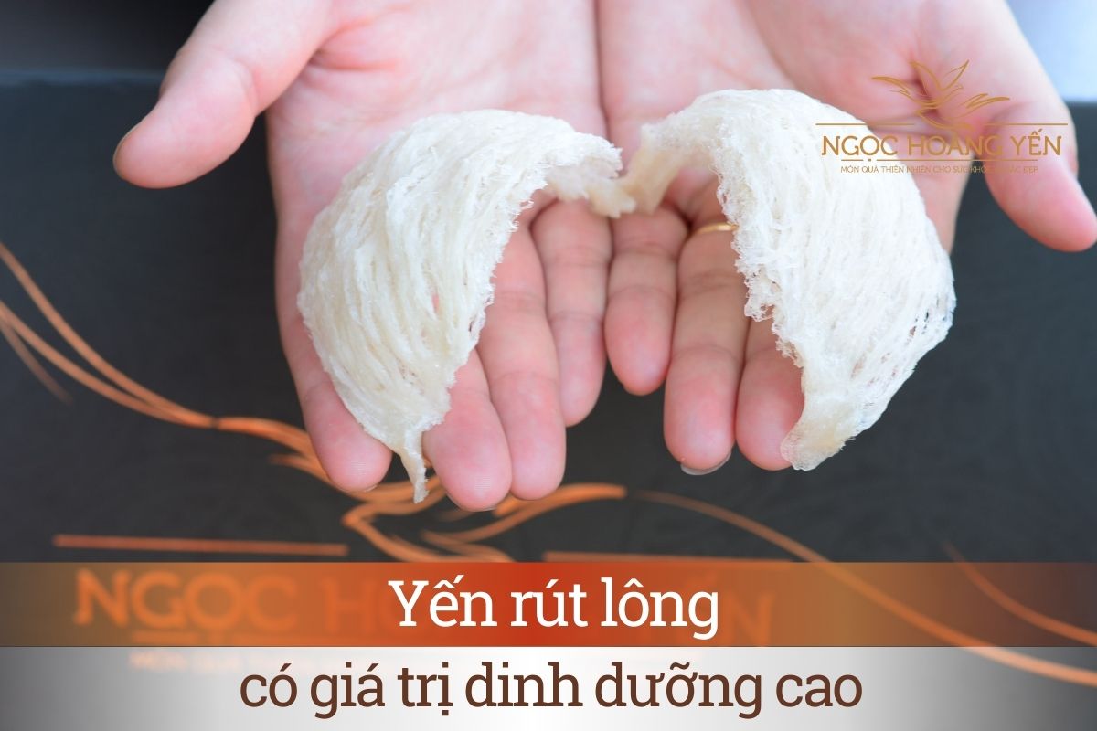 Yến rút lông có giá trị dinh dưỡng cao