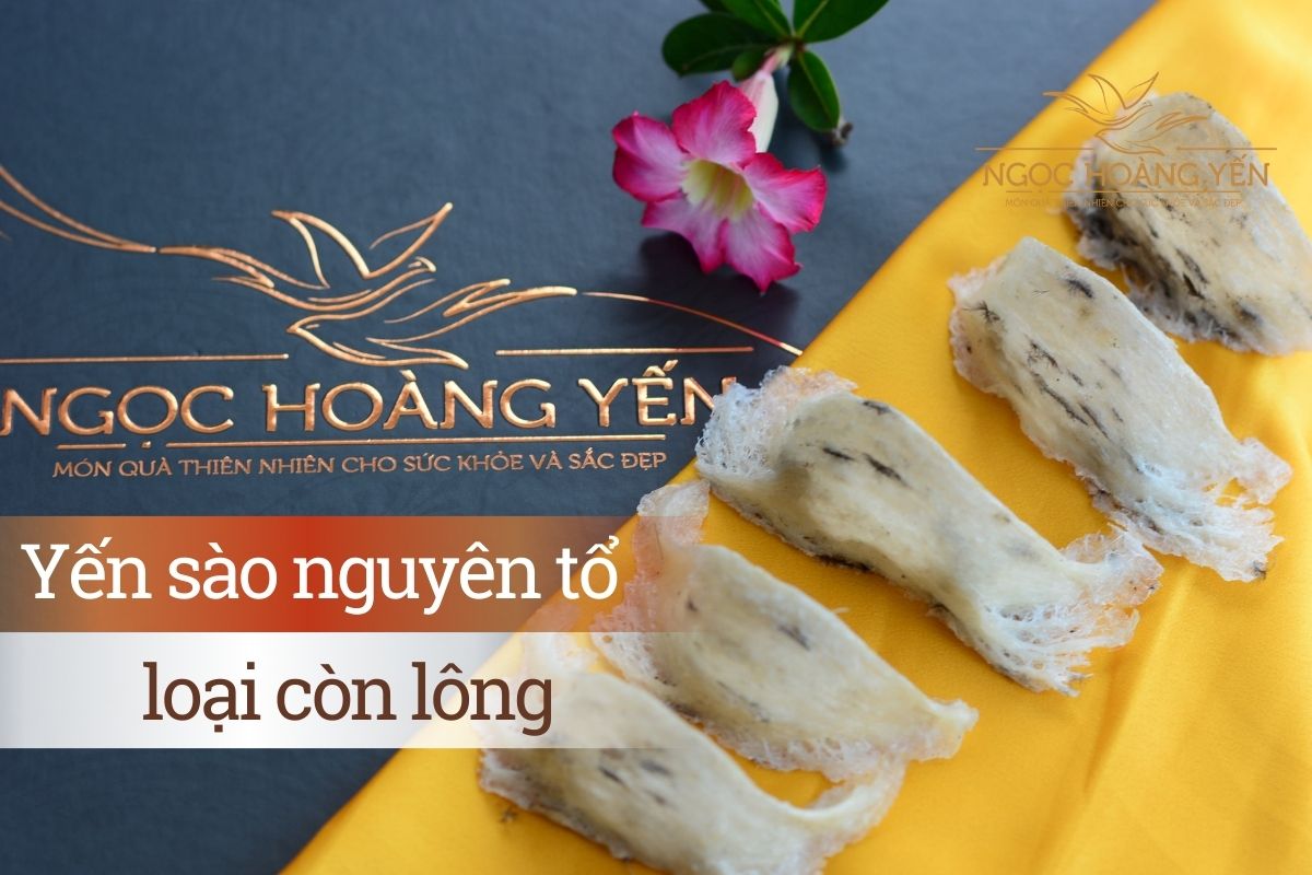 Yến sào nguyên tổ loại còn lông