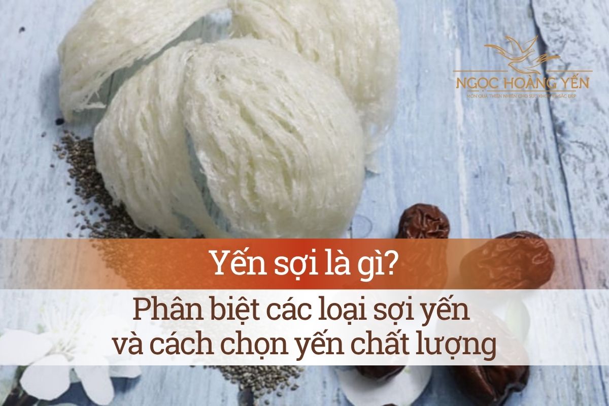 Yến sợi là gì? Phân biệt các loại sợi yến và cách chọn yến chất lượng