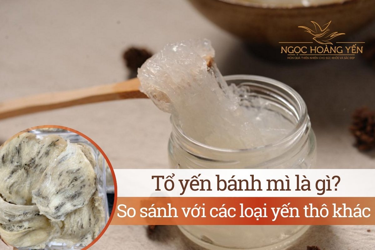 Tổ yến bánh mì là gì? So sánh với các loại yến thô khác