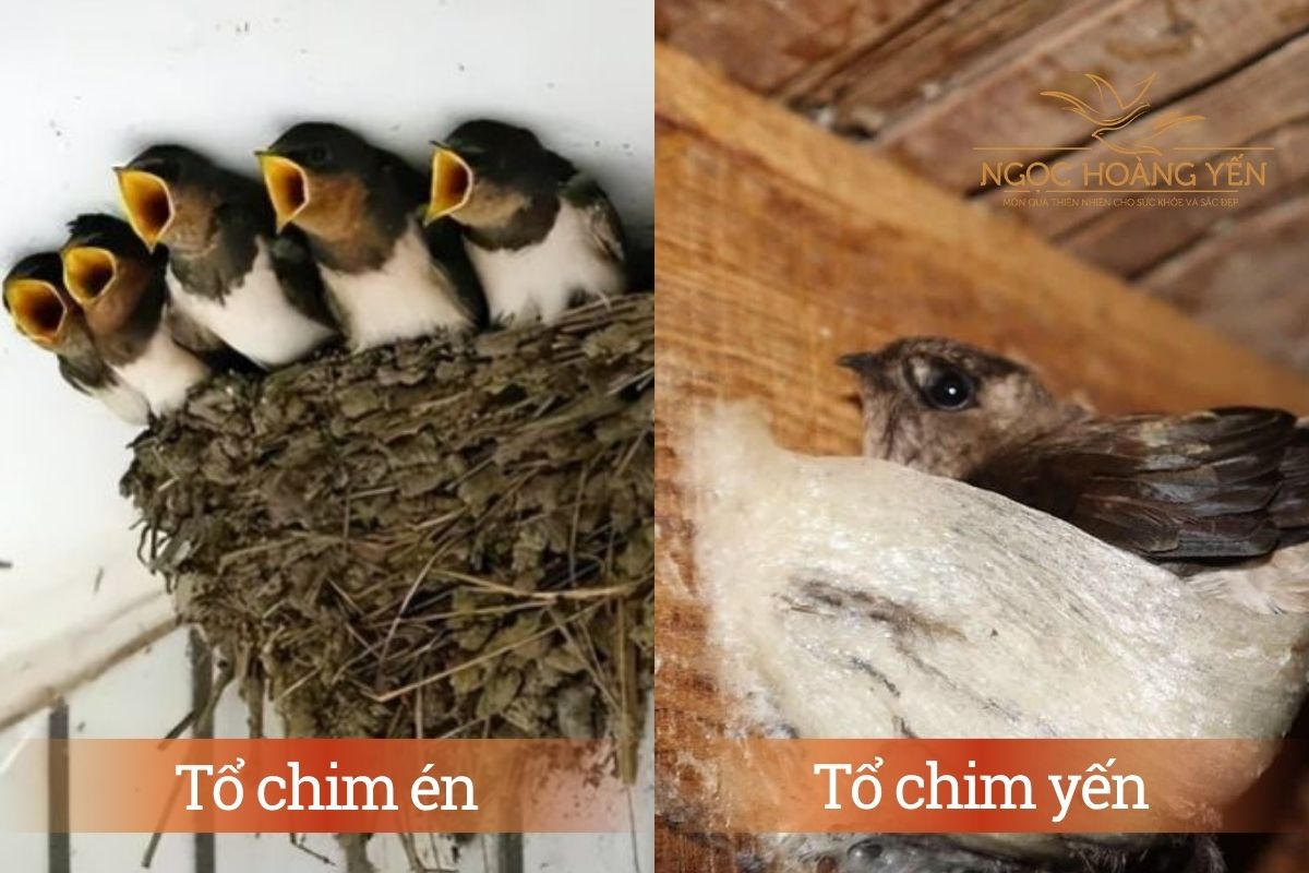 Đặc điểm tổ chim én và tổ chim yến