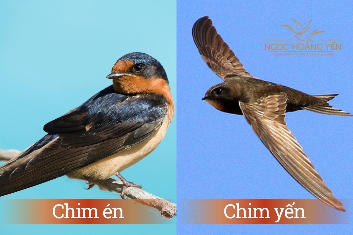 Hình ảnh chim én và chim yến