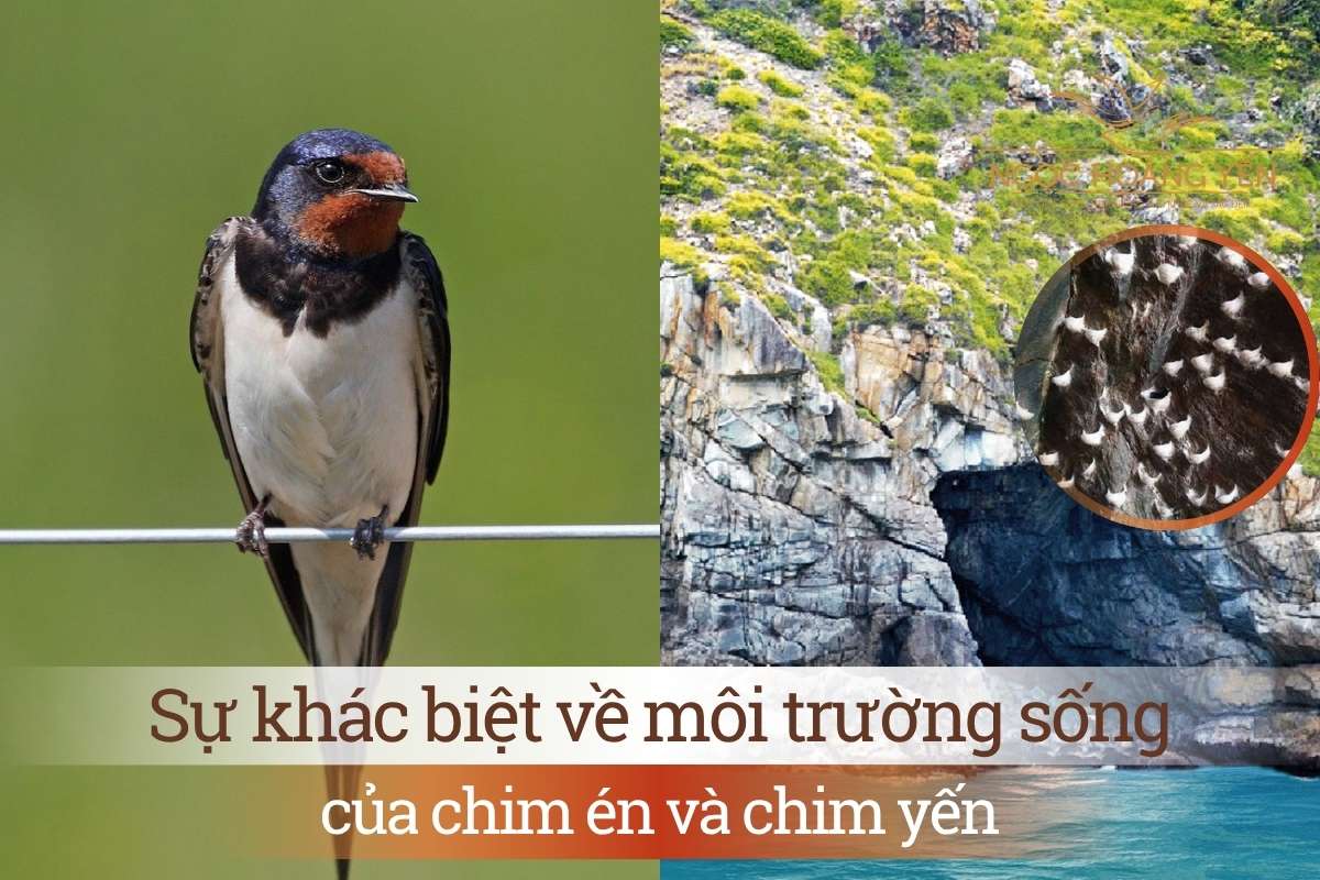 Sự khác biệt về môi trường sống của chim én và chim yến