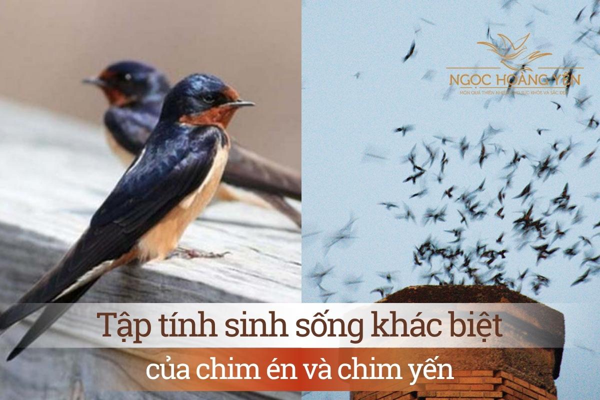 Tập tính sinh sống khác biệt của chim én và chim yến