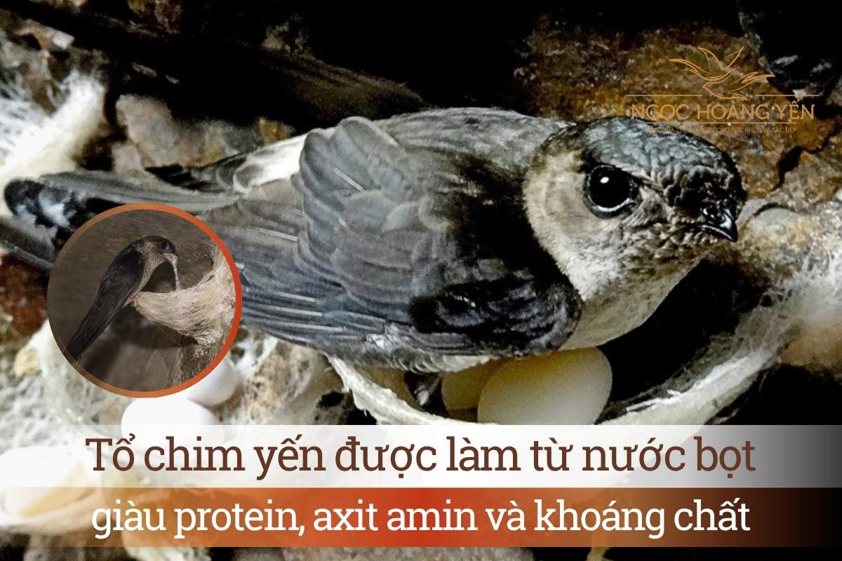 Tổ chim yến được làm từ nước bọt, giàu protein, axit amin và khoáng chất