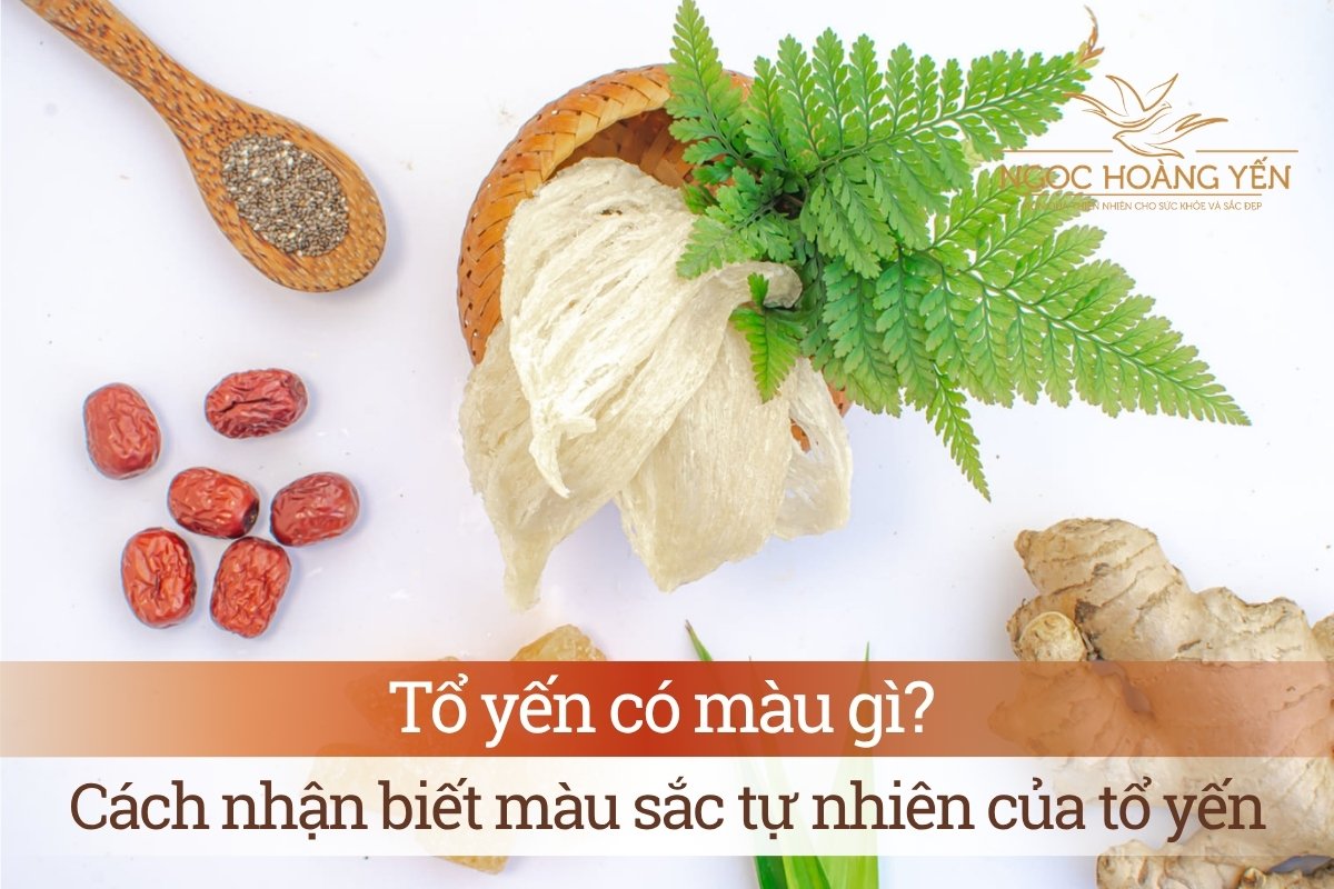 Tổ yến có màu gì? Cách nhận biết màu sắc tự nhiên của tổ yến